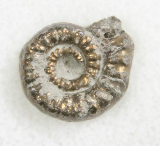 Pyrite Ammonite Bificeras - United Kingdom #8048